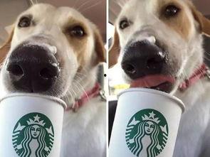 娱乐吃瓜酱狗狗领冰淇淋,娱乐吃瓜酱带你领略萌宠甜蜜瞬间